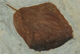 Wide Plate with Five Fossil Leaves (Three Species) - Montana #356542-3